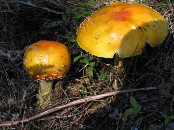 amanitas.jpg