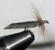 quillwing_caddis.jpg