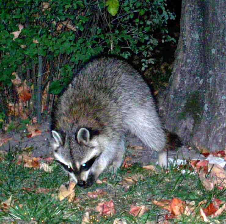 raccoon2.jpg